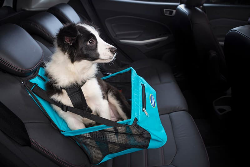 <b>Bolsas para transportar mascotas:</b>
<br>
<br>Existen varios tipos de
<b> bolsas para llevar perros sobre el asientos traseros</b>. Son una buena opción siempre y cuando sigas con las recomendaciones del fabricante como: usar un arnés (no correa) asegurado desde el broche del cinturón de seguridad.
