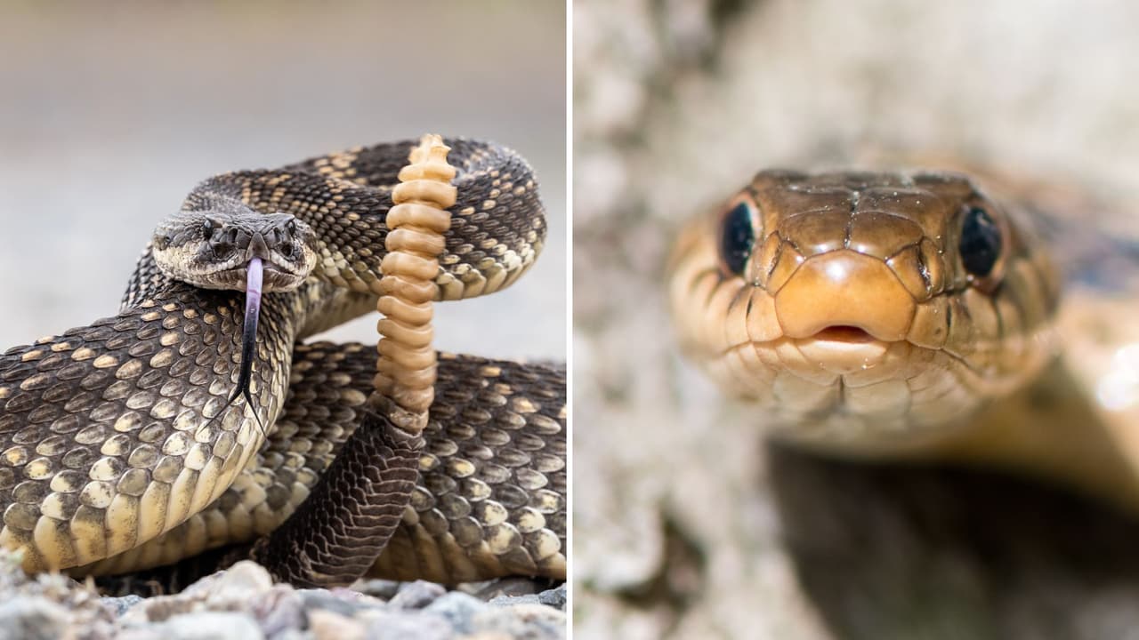 ¡Cuidado al caminar! Llegó la temporada de serpientes de cascabel a California