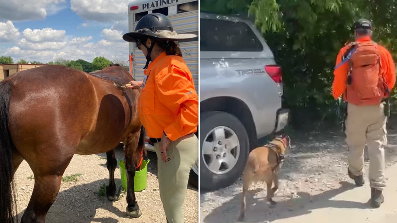 Los voluntarios de Texas Search & Rescue se apoyaron
<b>con perros entrenados y hasta caballos</b>, para registrar cada parte del lugar en busca del pequeño.