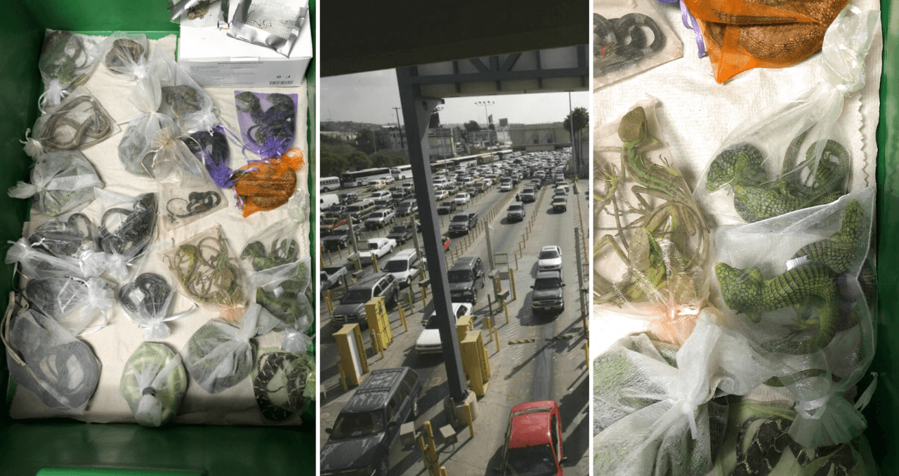 Hombre de Oxnard acusado de contrabando de 1,700 reptiles entre México y Hong Kong; ocultaba 60 en sus ropas