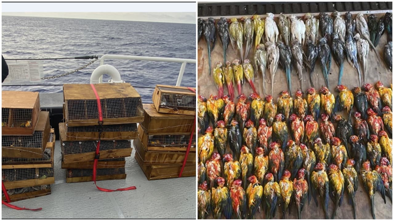 Acusan a cuatro hombres de traficar aves tropicales desde Puerto Rico