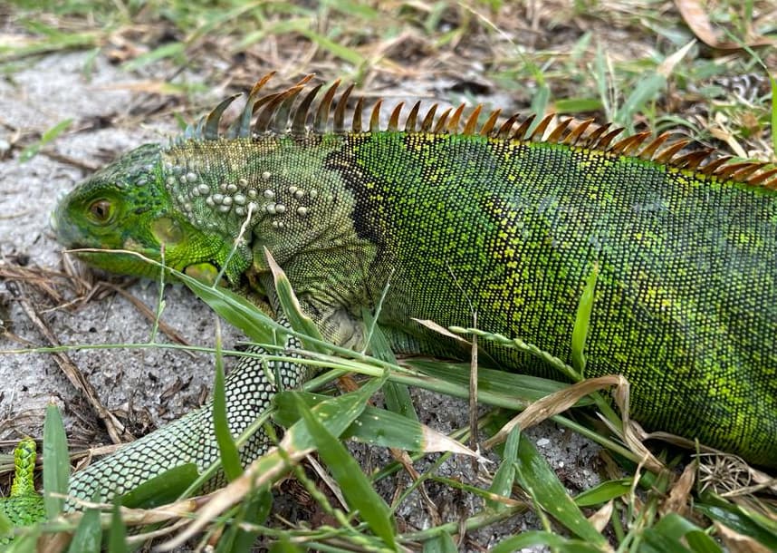 The strange phenomenon of sleepy iguanas this Christmas in Florida