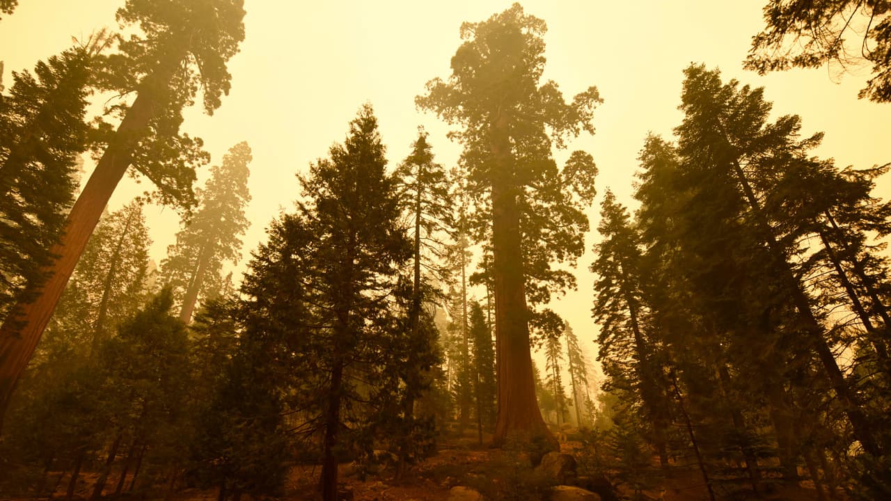 Hasta el 5% de las secuoyas se perderán por los incendios forestales de 2021 en California