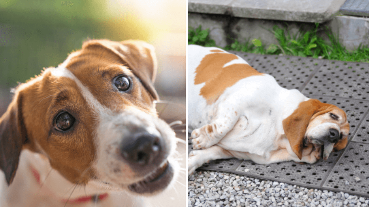 Aerolínea no dejó subir a una perrita por ser "gorda" e Internet ya hasta le hizo su canción