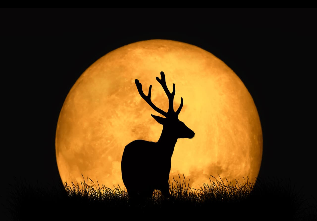 <b>Julio: luna del ciervo</b>
<br>
<b>Signo que la rige: Cáncer y Oveja en el horóscopo chino</b>
<br>
<br>A los ciervos machos, que mudan su cornamenta cada año, vuelve a crecerles en julio, de ahí el nombre que dan los indígenas americanos a la luna llena de julio. También suelen llamarla la luna del trueno, por las abundantes tormentas de esa época.
<br>