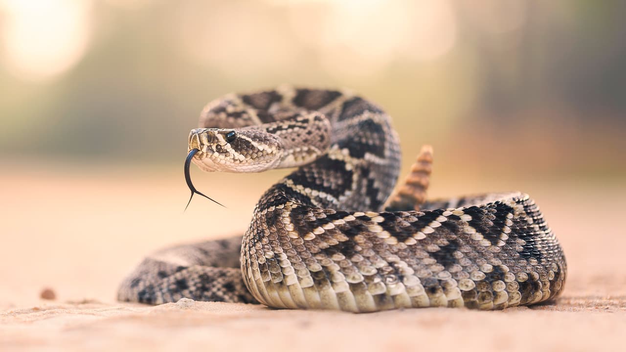 Mujer es hospitalizada por la mordedura de serpiente de cascabel en Arizona