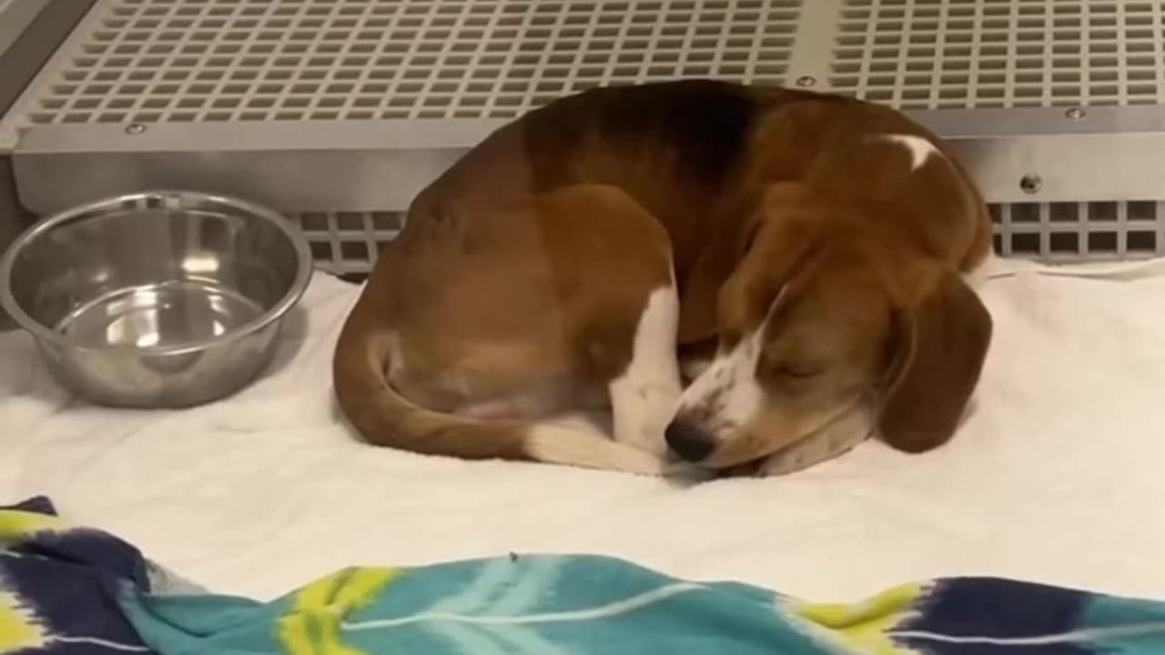 Si deseas más información
<b>sobre el proceso de adopción o quieres darle un hogar a uno de estos perros,</b> visita el
<b><a href="https://www.pawschicago.org/how-to-help/foster/?fbclid=IwY2xjawRkj-RleHRuA2FlbQIxMABicmlkETFSOGU2eHY4T2swb3hXWUZyc3J0YwZhcHBfaWQQMjIyMDM5MTc4ODIwMDg5MgABHmWmNVRGfJcmzNP2tSNQQiShOqOSpfZJeK9eURJ-kGIk3KZISHvAbsIe60Gv_aem_738kgD6Rw4xmRMyBxoSLoA" target="_blank">sitio web oficial de PAWS Chicago. </a></b>