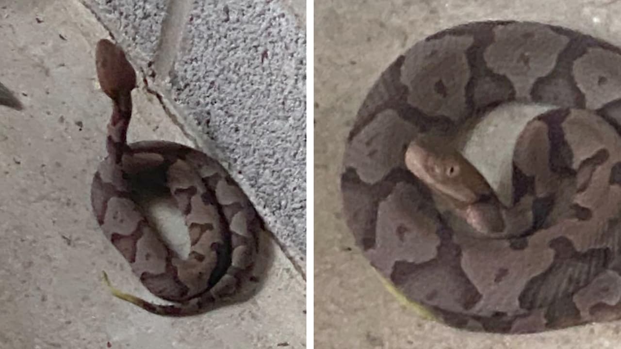 La mujer que sobrevivió casi una semana perdida en las montañas tras ser mordida por una serpiente venenosa