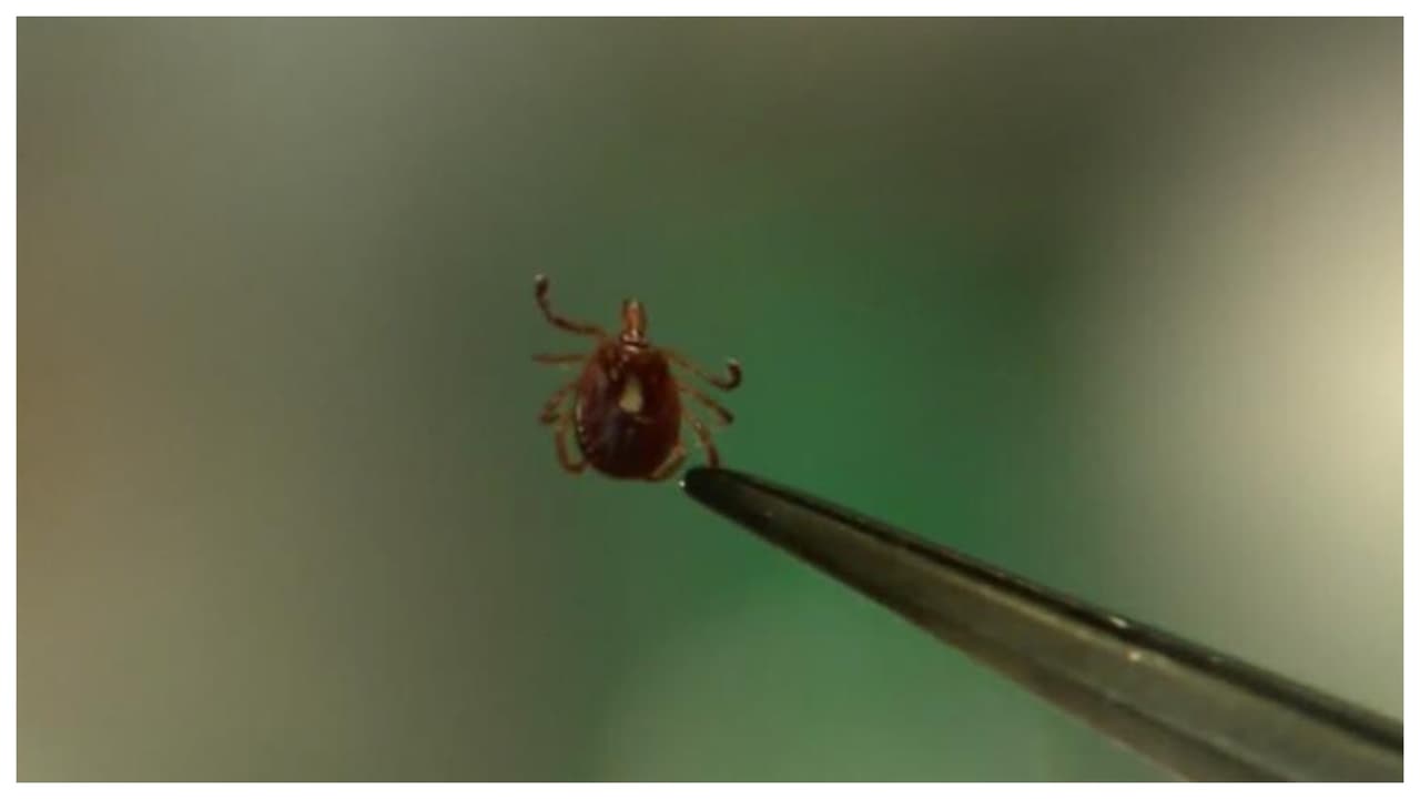 Hasta 450,000 personas pueden haber sido afectadas por alergia causada por garrapatas