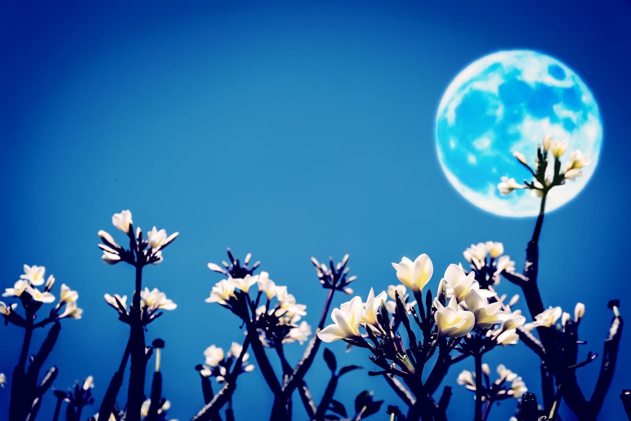 <b>Mayo: luna de las flores</b>
<br>
<b>Signo que la rige: Tauro y Serpiente en el horóscopo chino</b>
<br>
<br>Las abundantes flores de mayo dan a su luna llena el nombre de luna de las flores en muchas culturas. También se conoce como la luna de la siembra del maíz y la luna de leche.
<br>