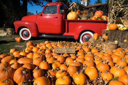 Estos son los campos de calabazas que puedes visitar en San Antonio