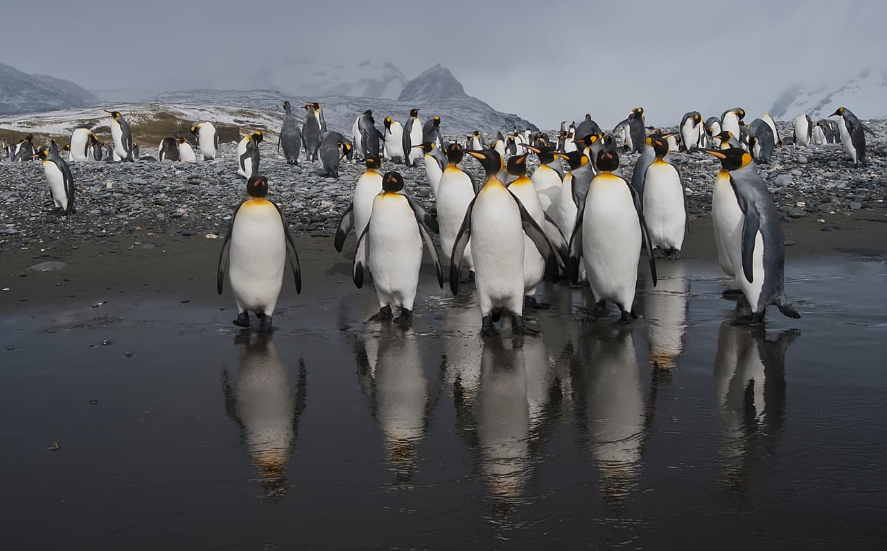 Exilio o muerte para el pingüino rey debido al cambio climático