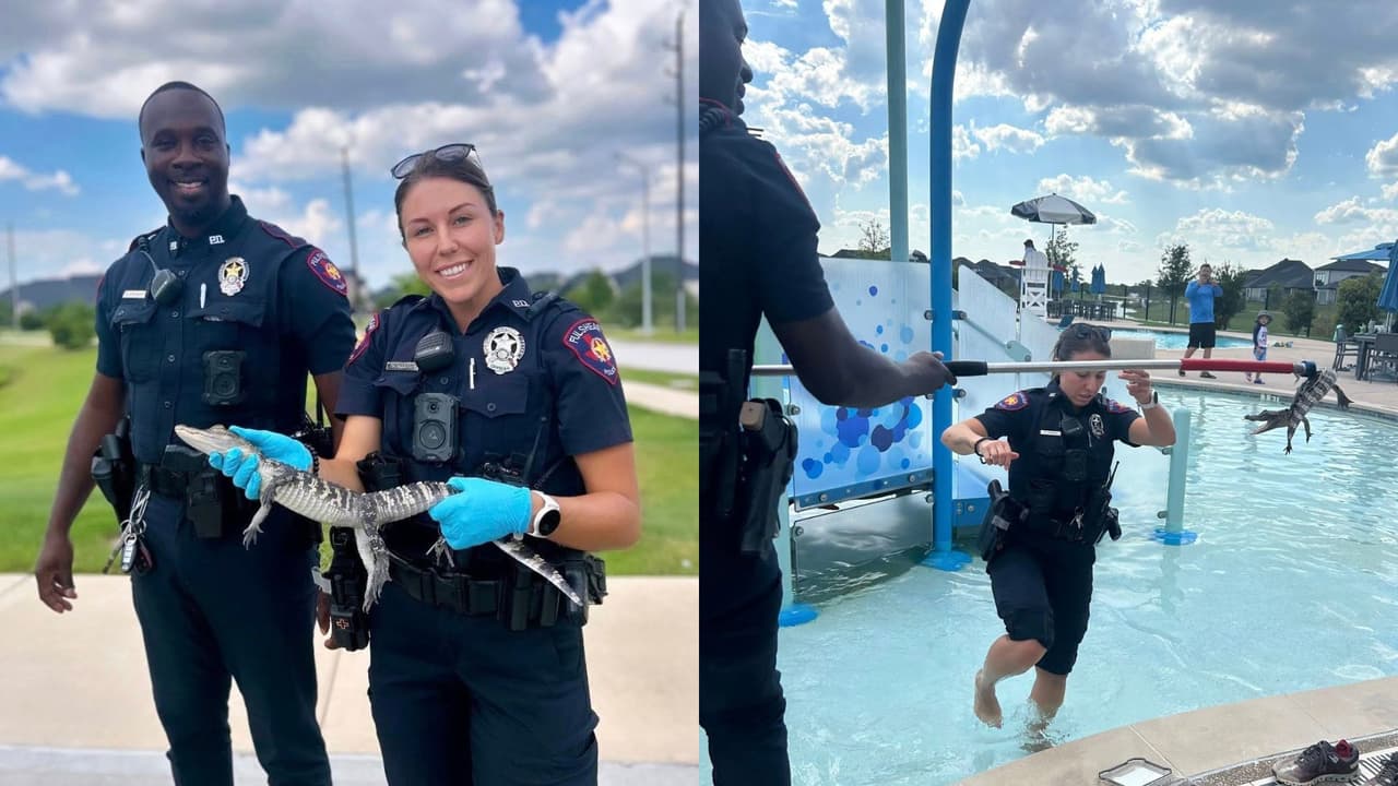Un caimán convierte el tobogán de una alberca comunitaria de Texas en su escondite temporal