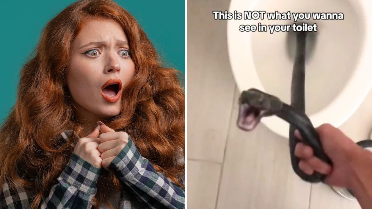 Mujer descubre una serpiente en su inodoro tras irse de vacaciones: nuevo miedo desbloqueado