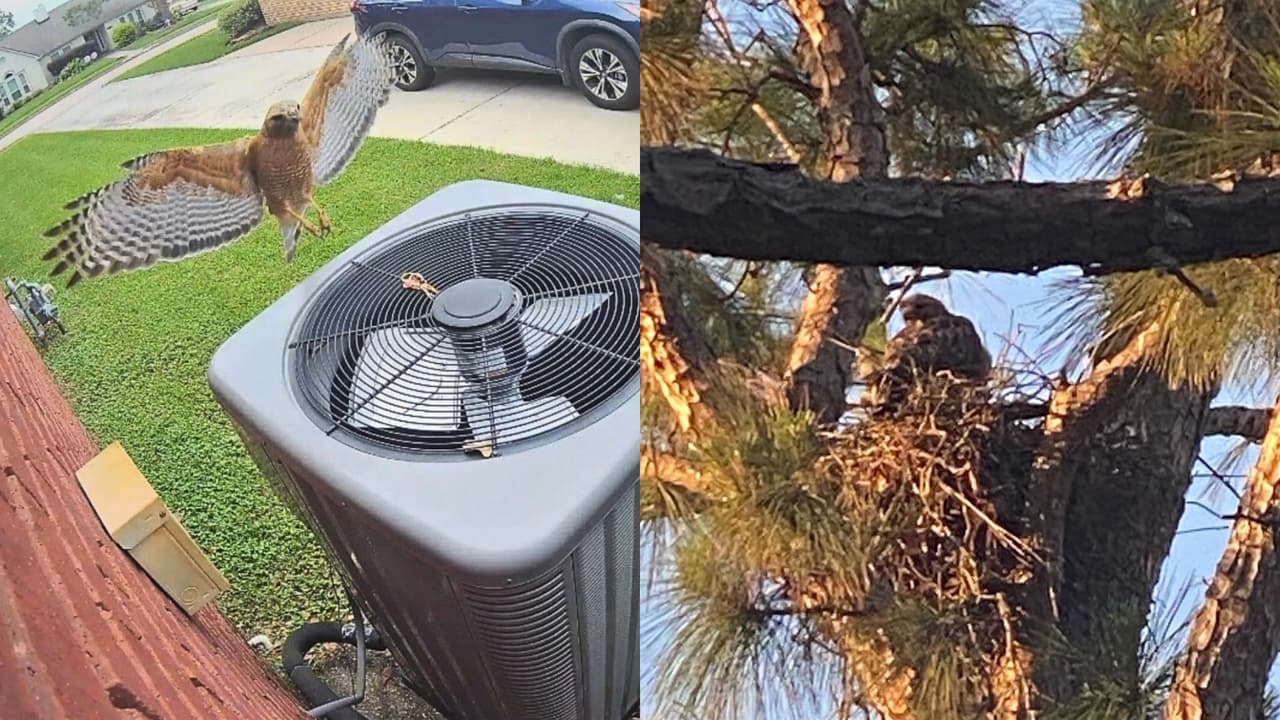 Advierten sobre halcón que ataca a residentes de un vecindario de Texas mientras protege ferozmente su nido