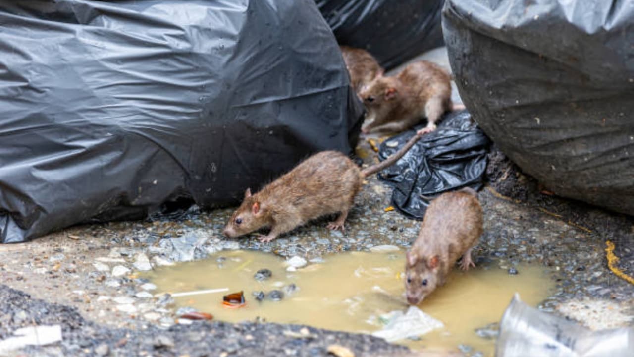 Se multiplican ratas en Washington DC, es la ciudad de EEUU con mayor crecimiento de roedores según estudio