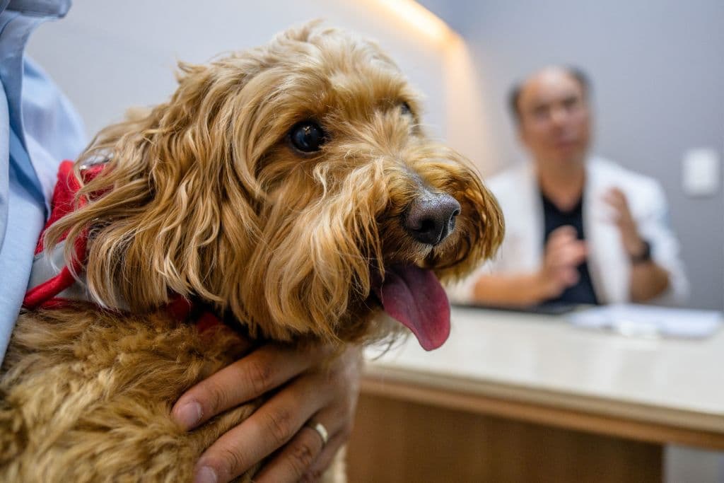 Reportan casos de leptospirosis en perros del área de Tampa: recomendaciones para los propietarios de mascotas