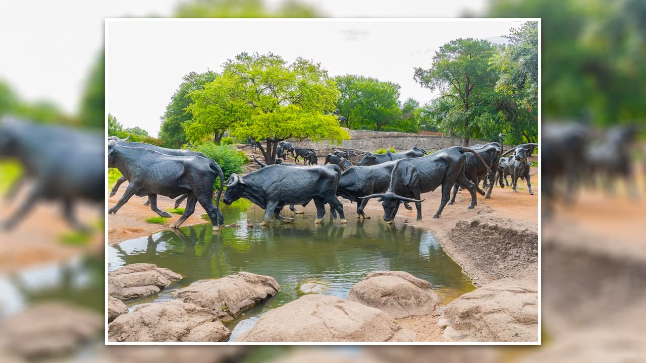 <b>Pioneer Plaza: </b>
<i>¡Arreeeeeeeeeee!</i>
<b>El viejo oeste en el centro de la ciudad</b>. Unas 49 reses de bronces, acompañadas de tres vaqueros a caballo de gran tamaño, conmemoran las vías pecuarias tejanas. La plaza cuenta con un pequeño arroyo al aire libre, árboles y flores.
<br>💰
<b>¡La entrada es gratis! </b>
<br>📆 Está abierto
<b>las 24 horas del día</b>, los siete días de la semana.
<br>📍 1428 Young St.