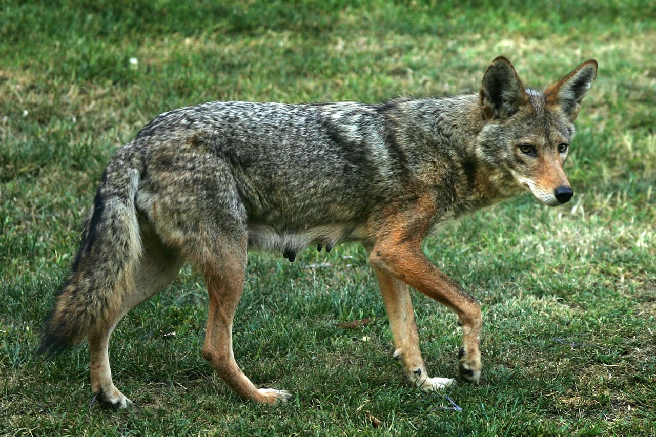 <b>11. </b>Los coyotes tienden a
<b> atacar más a los perros durante la temporada de crianza de sus cachorros.</b>