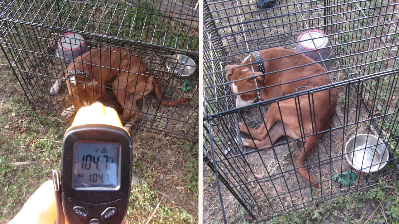 Crean equipo especial para combatir crueldad animal en condados Hernando y Citrus