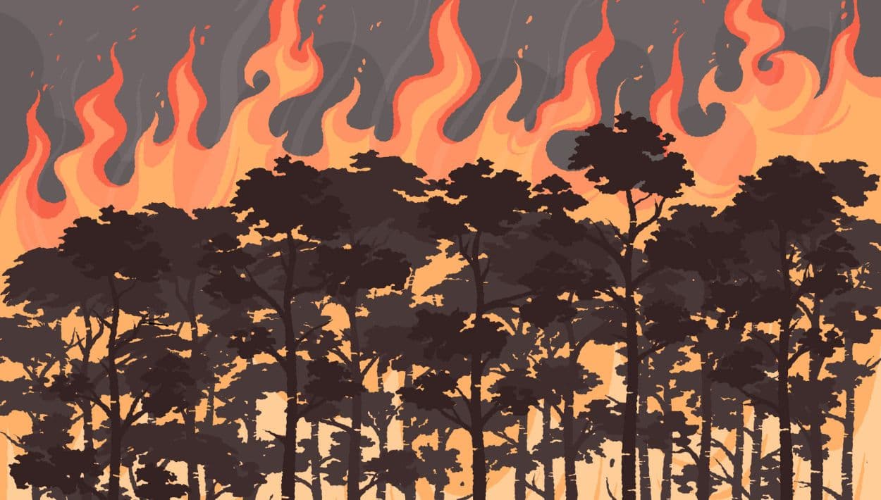 Incendios forestales en Estados Unidos: Cómo proteger tu salud del humo