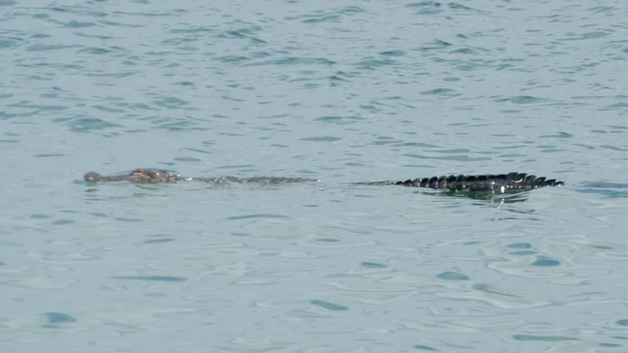 Un "día de spa" para un caimán sorprende a bañistas en la Isla de Galveston