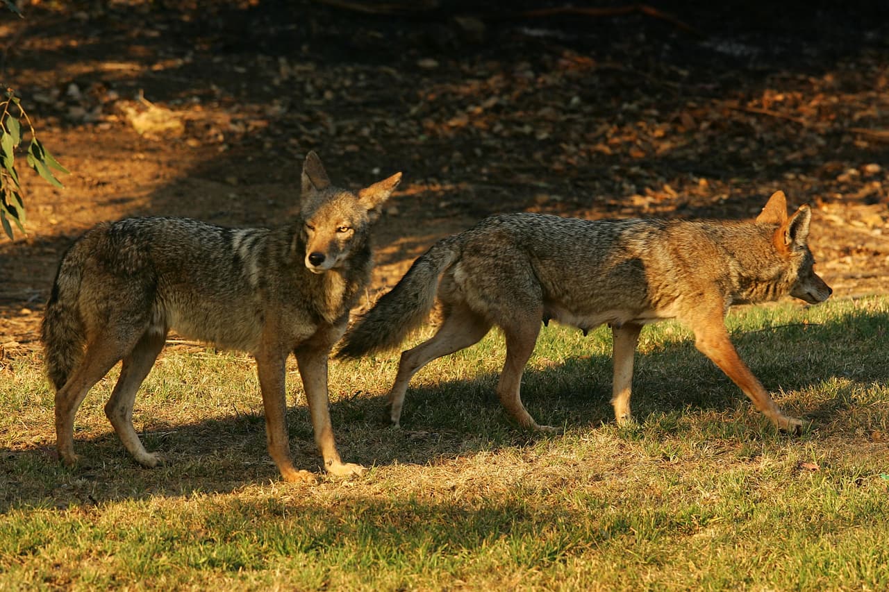 <b>3.</b> Mantén adentro a las mascotas pequeñas como gatos, conejos, perros pequeños. Si los dejas afuera mantenlos en perreras o casetas cerradas.