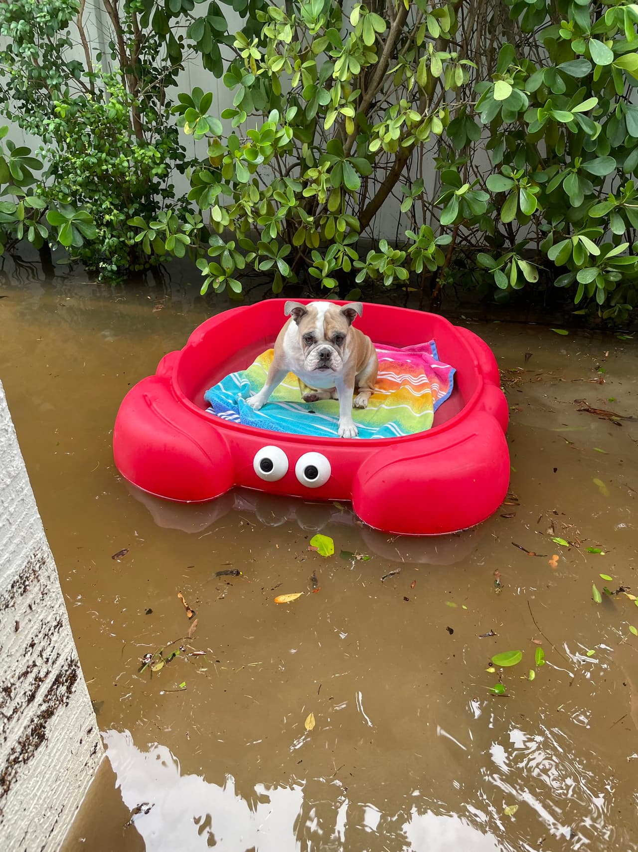 Al perro Munk lo sacó su dueña de la vivienda en Key West, Florida, usando su piscina, el perro también disponía de chaleco salvavidas.