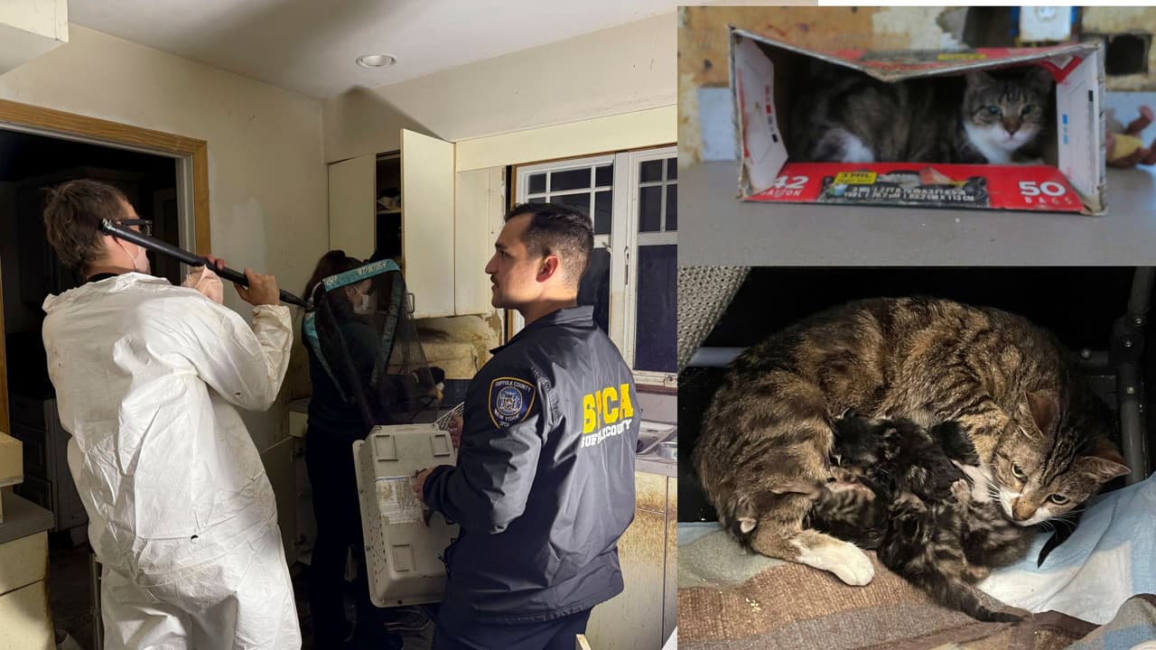 Residente de Long Island enfrenta cargos tras hallar en su casa cerca de 100 gatos, entre vivos y muertos
