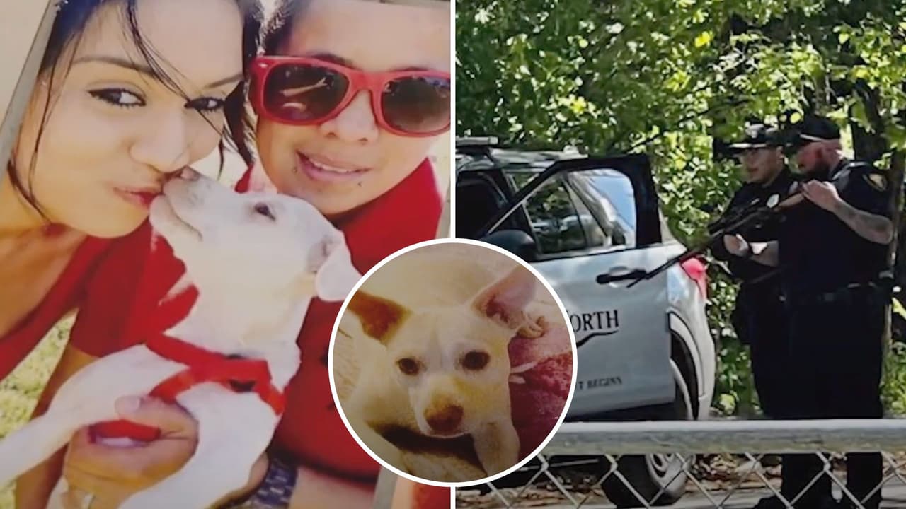 “Lo maté porque tumbó mi basura”: hombre confiesa que disparó al perro chihuahua de su vecino