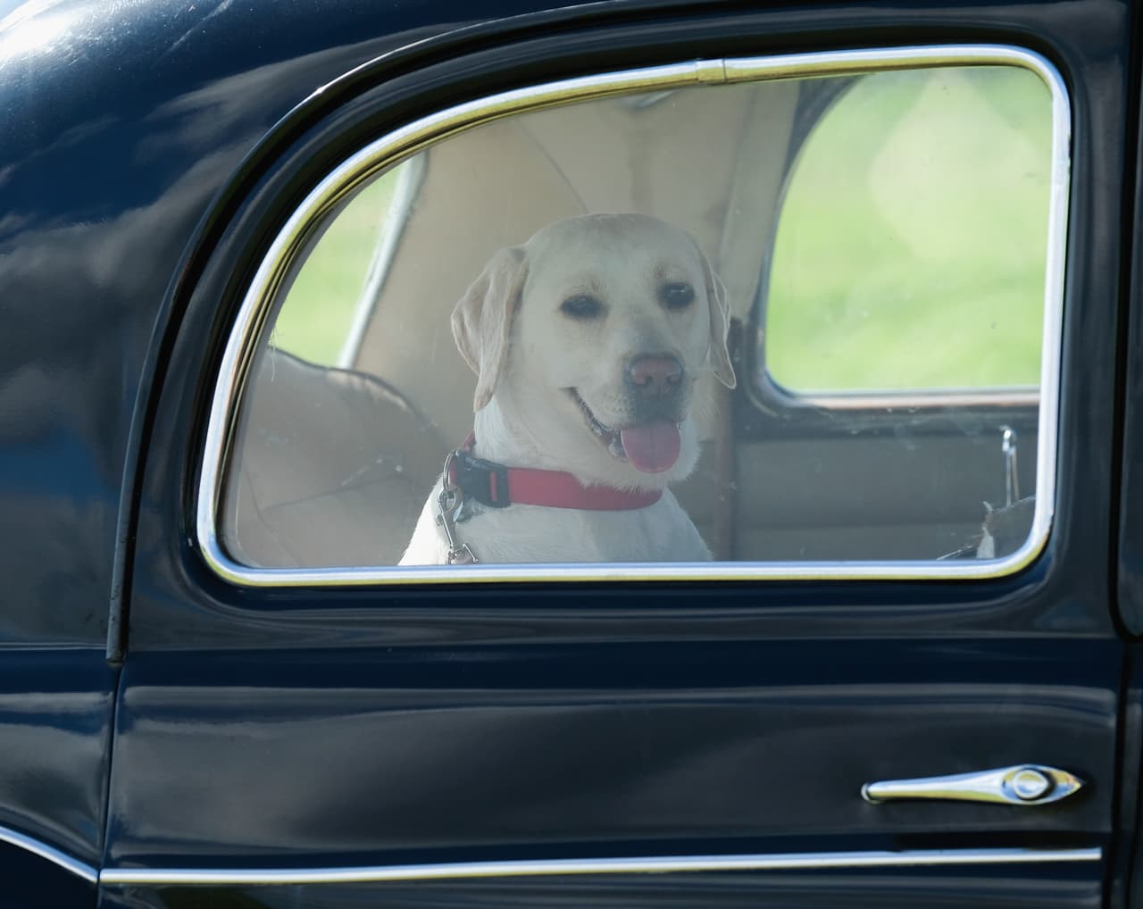 <b>Dejar mascotas en la cabina:</b>
<br>
<br>Recuerda que nunca debes dejar a una mascota
<b>encerrada en el carro</b>, mucho menos si hace calor.