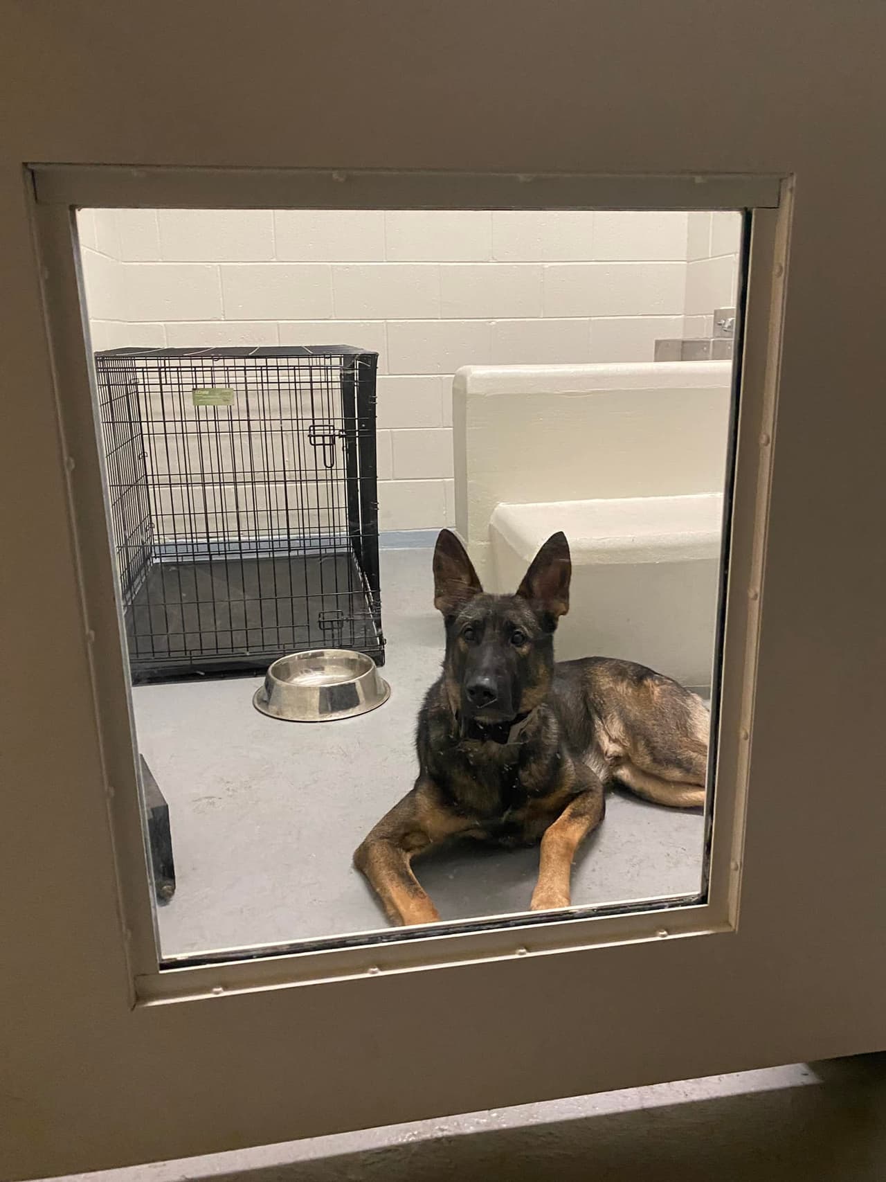 En Clearwater, los perros policía fueron puestos bajo resguardo antes de la tormenta.