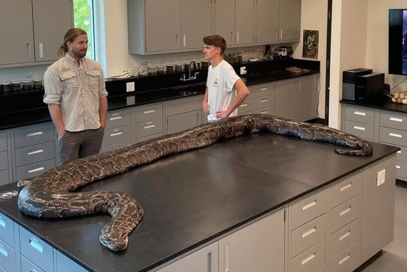 This Burmese python captured by biologist Ian Easterling and intern Kyle Findley in June 2022, becomes the largest ever found in Florida, surpassing one that weighed 2015 pounds.