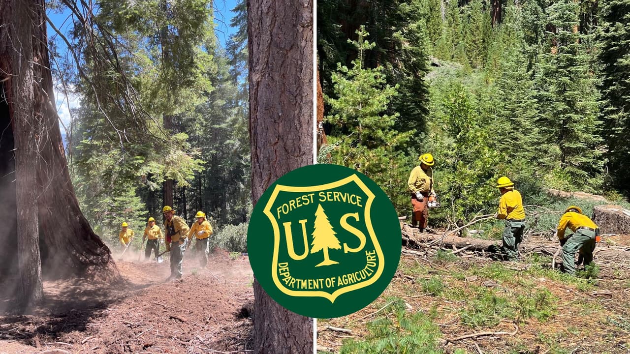 345 secuoyas gigantes han sido protegidas contra incendios en el Bosque Nacional de la Sierra