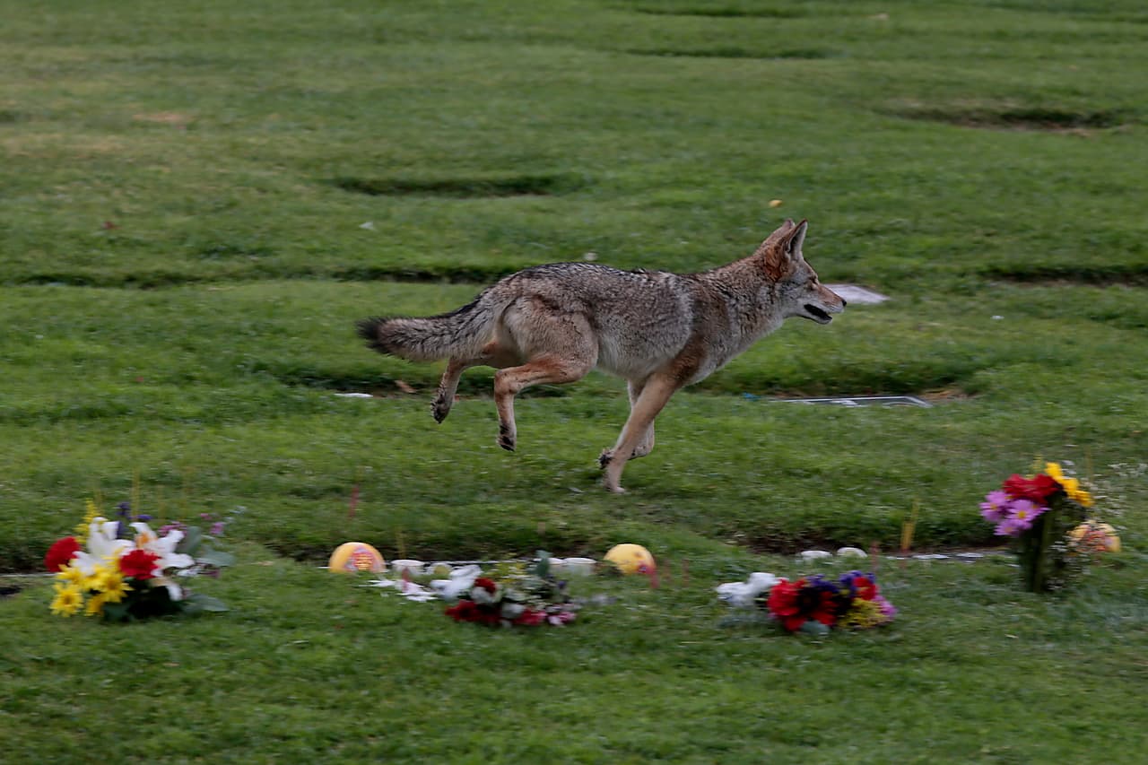 <b>5. </b>No permitas que los gatos o perros corran sueltos porque
<b> son presa fácil para los coyotes.</b>
