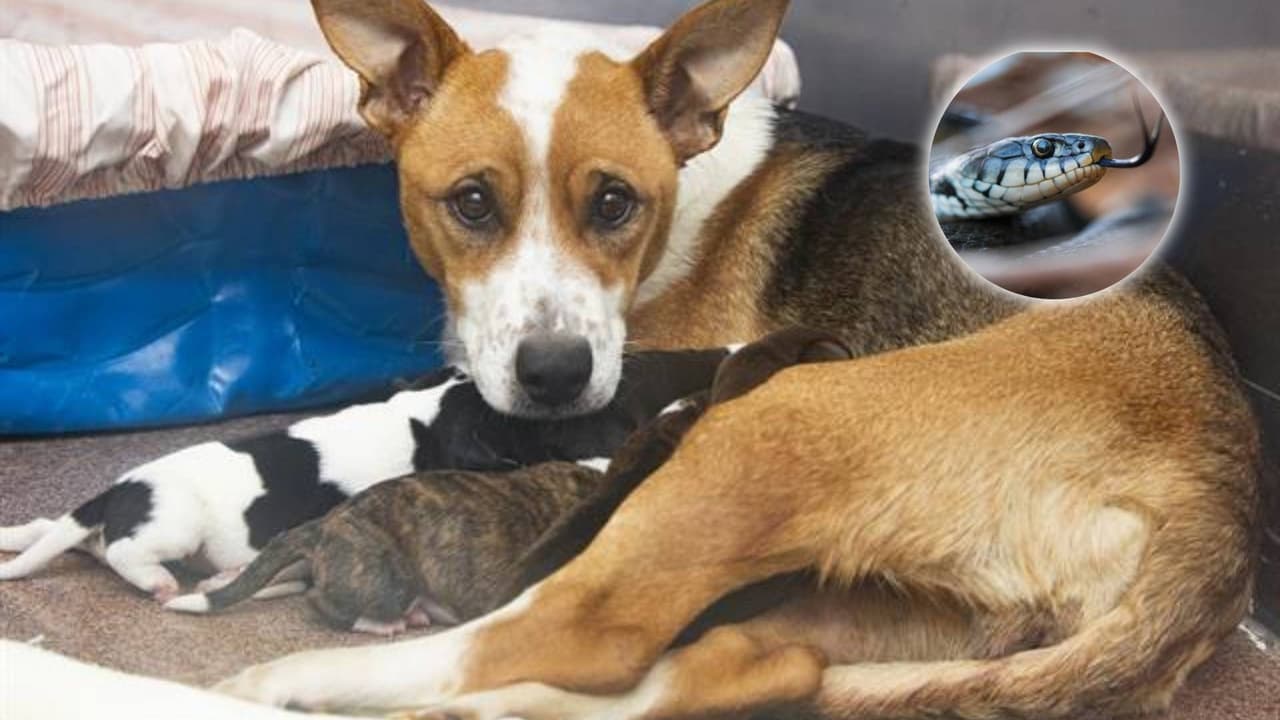 Perrita embarazada sobrevive a mordedura de una serpiente y da a luz siete cachorros