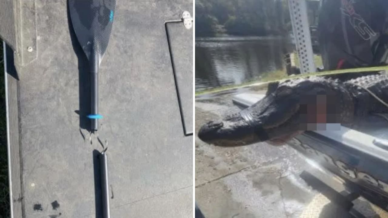 “Hay un caimán en mi brazo”: mujer casi pierde extremidad por ataque de caimán mientras remaba en kayak