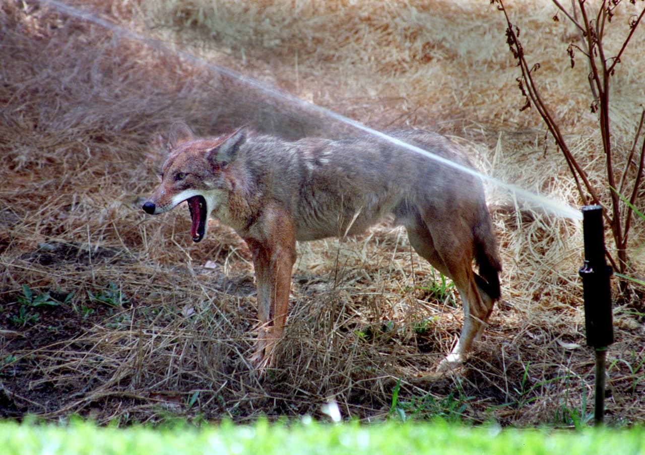 <b>8.</b> Tal vez quieras llevar contigo un bastón o palo para usar en caso de que tengas que evitar un ataque.