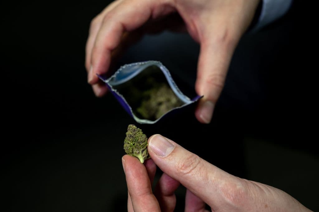 Campaña pro marihuana demanda al estado de Florida: Acusan que no les certifican firmas?