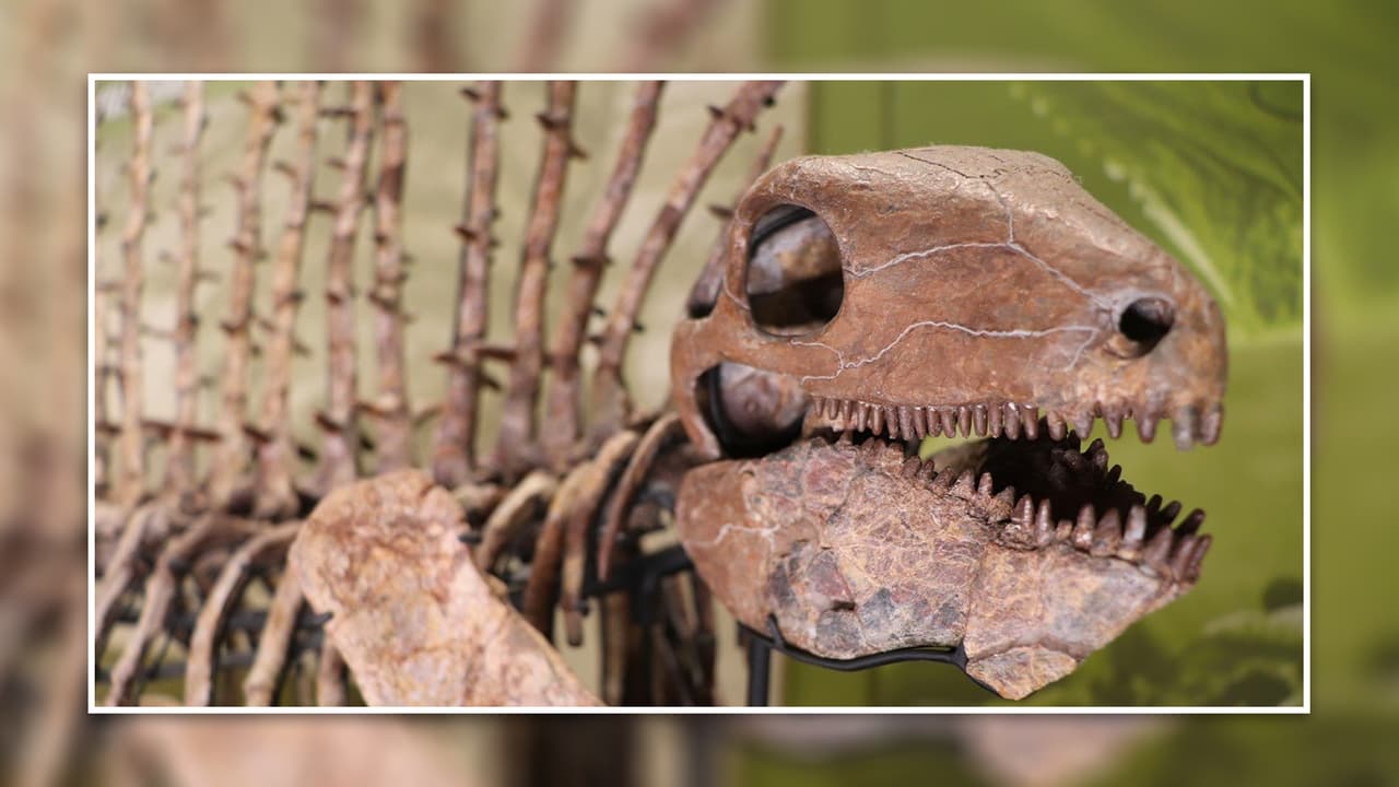 <b>Perot Museum of Nature and Science</b>: El corazón de este museo es el hogar de i
<b>ncreíbles fosiles de dinosaurios con millones de años</b>. Además, el lugar ofrece, de manera interactiva y atractiva,
<b>experiencias en áreas científicas, deportes e innovación</b>.
<br>📆
<b>Los martes está cerrado</b>; Lunes, miércoles, jueves, viernes y sábado abren de 10 de la mañana a 5 de la tarde; El domingo cierran a la misma hora, pero abren a las 11 am.
<br>💰 El precio de las entradas empieza en los $8, y varía
<b>dependiendo de las exposiciones a las que quieras entrar</b>,
<a href="https://www.perotmuseum.org/tickets/" target="_blank">haz clic aquí para más información y reservaciones</a>.
<br>📍 2201 N Field St.