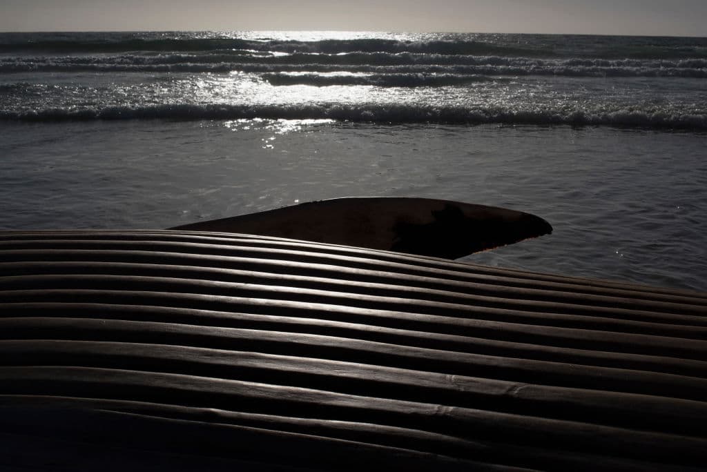 Ballena muere en Torrance Beach y hay sospechas de qué le pasó: ¿mano criminal?