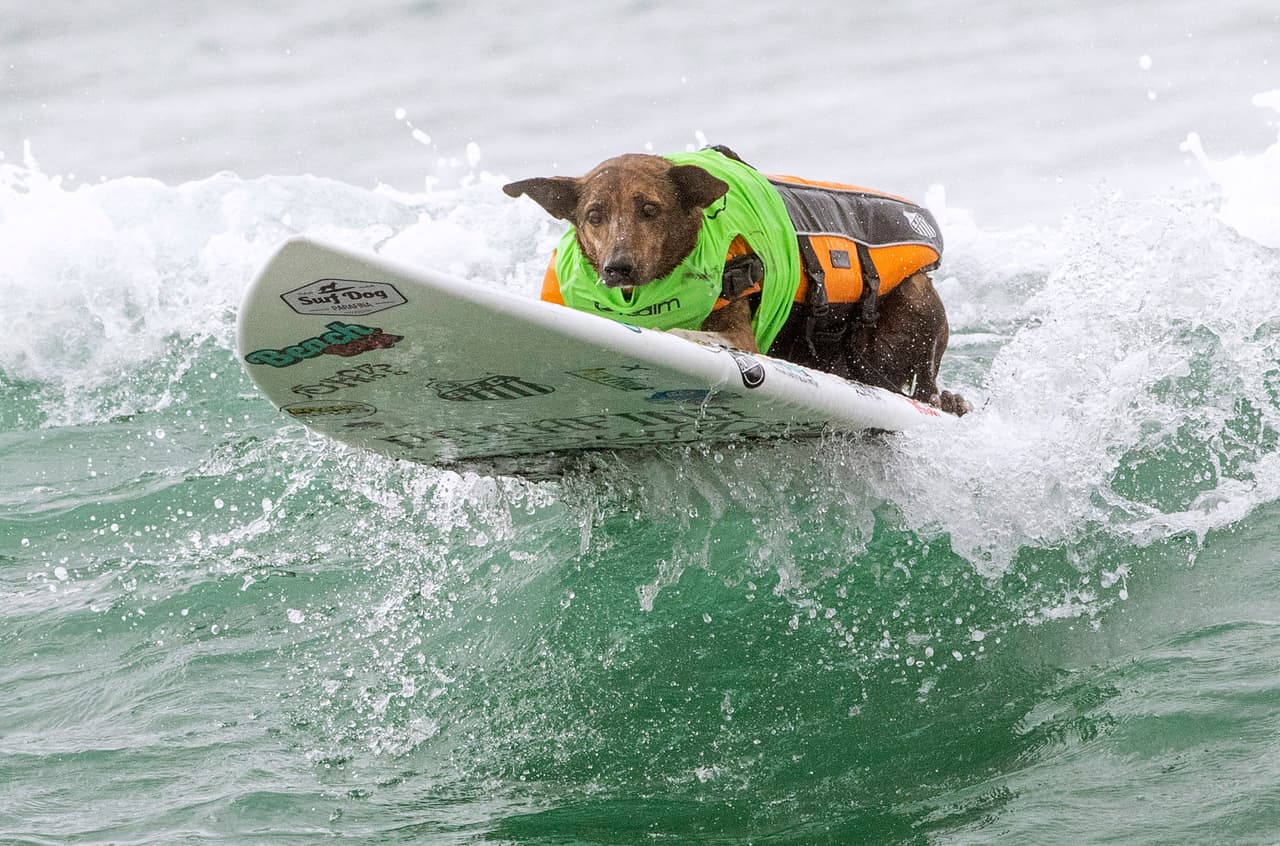 "¿A quíen qué no le gusta ver a perros sobre tablas de surf?", dijo al diario local
<a href="https://www.ocregister.com/2019/09/28/who-needs-to-dog-paddle-when-you-can-ride-the-oc-waves-like-these-pooches/" target="_blank">The Orange County Register</a> la productora del evento, Lisa Scolman. "A la gente le encanta verlo y continúa viniendo y apoyando (la competencia)".