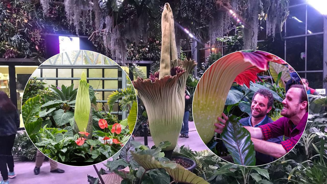 Video capta cuando abre una segunda 'flor cadáver' en el Jardín Botánico de San Diego