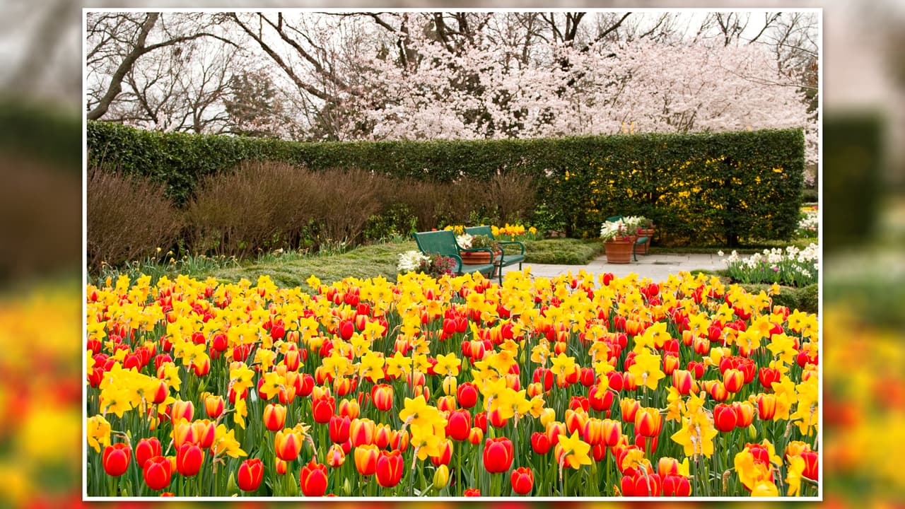 <b>Dallas Arboretum and Botanical Garden</b>: Una experiencia llena de colores brillantes, el lugar ideal para que los niños se diviertan entre
<b>jardines con lagos, estanques, esculturas y miles de flores</b>.
<br>💰
<b>El costo de las entradas para este jardín botánico varía </b>según la época del año y los eventos adicionales que se celebran en el sitio,
<a href="https://reservations.dallasarboretum.org/Info.aspx?EventID=136#_ga=2.217196054.1845942164.1682265151-1003131019.1682265151" target="_blank">puedes entrar haciendo clic aquí para conseguir toda la información y hacer reservaciones</a>.
<br>📆 Abre todos los días de 9 de la mañana a 5 de la tarde.
<br>📍 8525 Garland Rd.