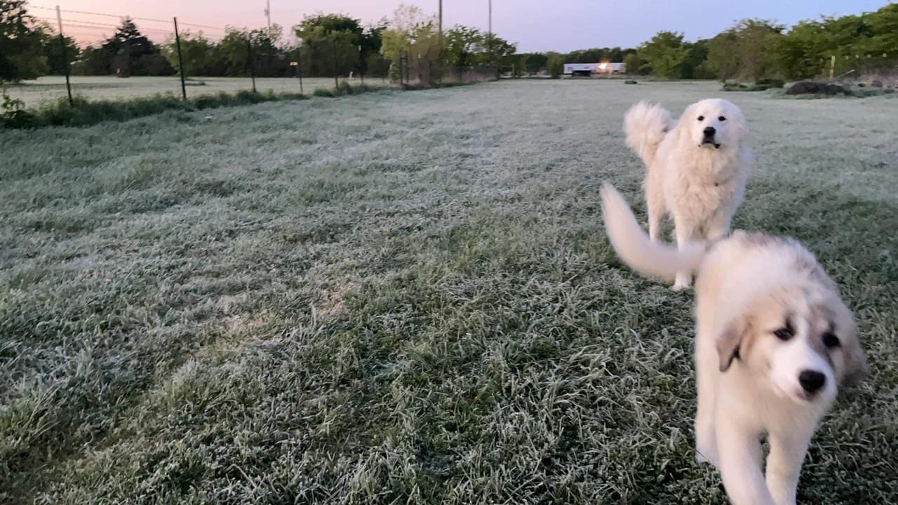 Residentes del norte de Texas observaron
<a href="https://www.univision.com/local/dallas-kuvn/cae-escarcha-en-plantas-techos-y-autos-en-pleno-abril-en-el-norte-de-texas-video">un panorama congelante en pleno mes de abril.</a>
<br>