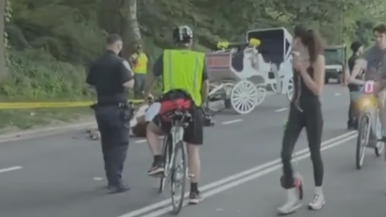 Caballo de carruaje colapsa y muere en Central Park; resurge debate para prohibirlos en NYC