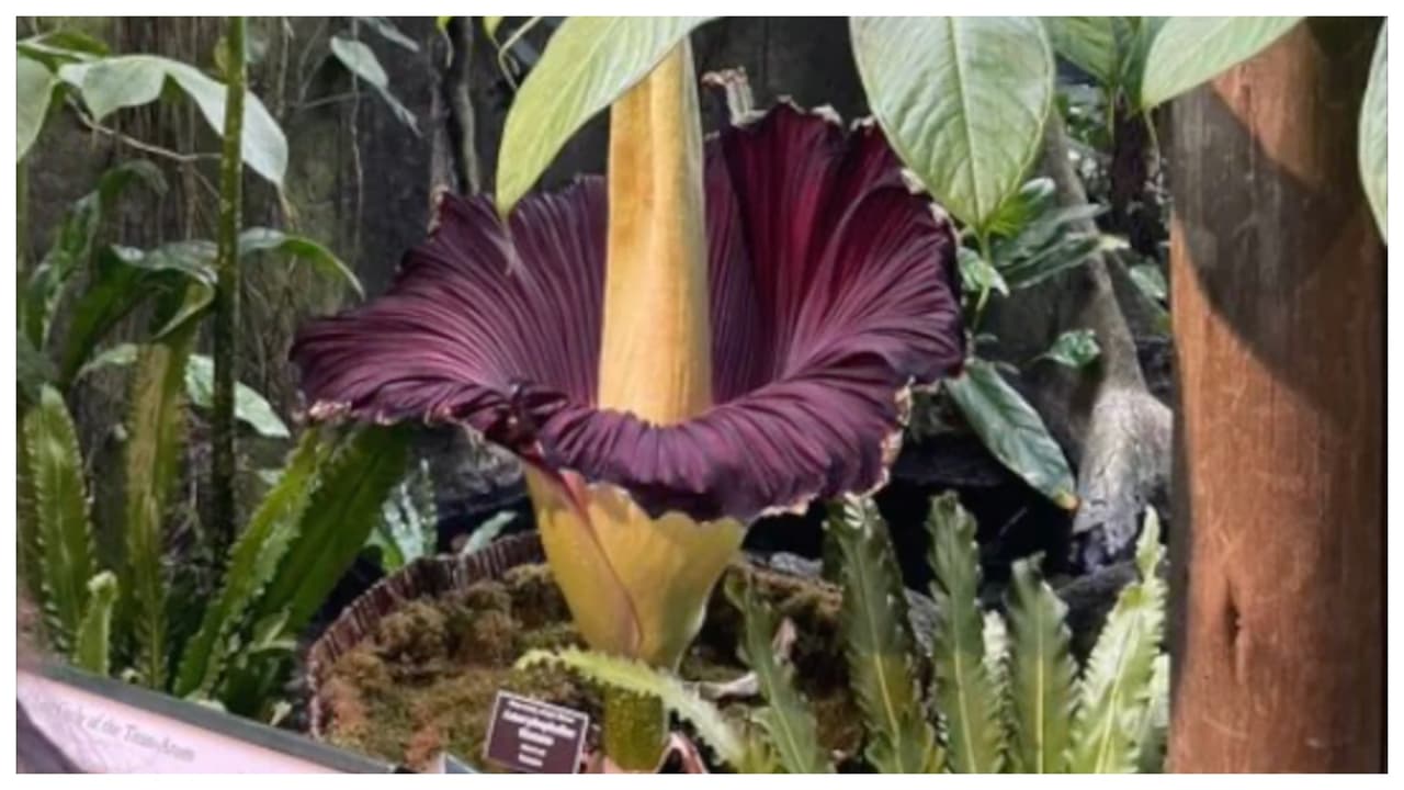 Bella y apestosa ‘flor cadáver’ florece en el Jardín Botánico de Nueva York
