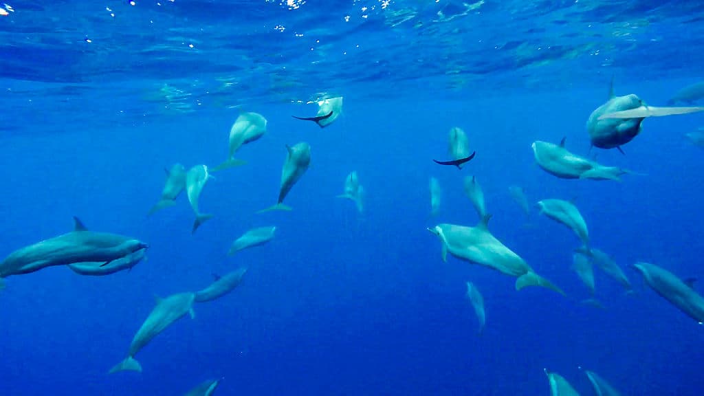 Protección para 30% de la alta mar: qué contempla el histórico acuerdo para salvar la vida marina