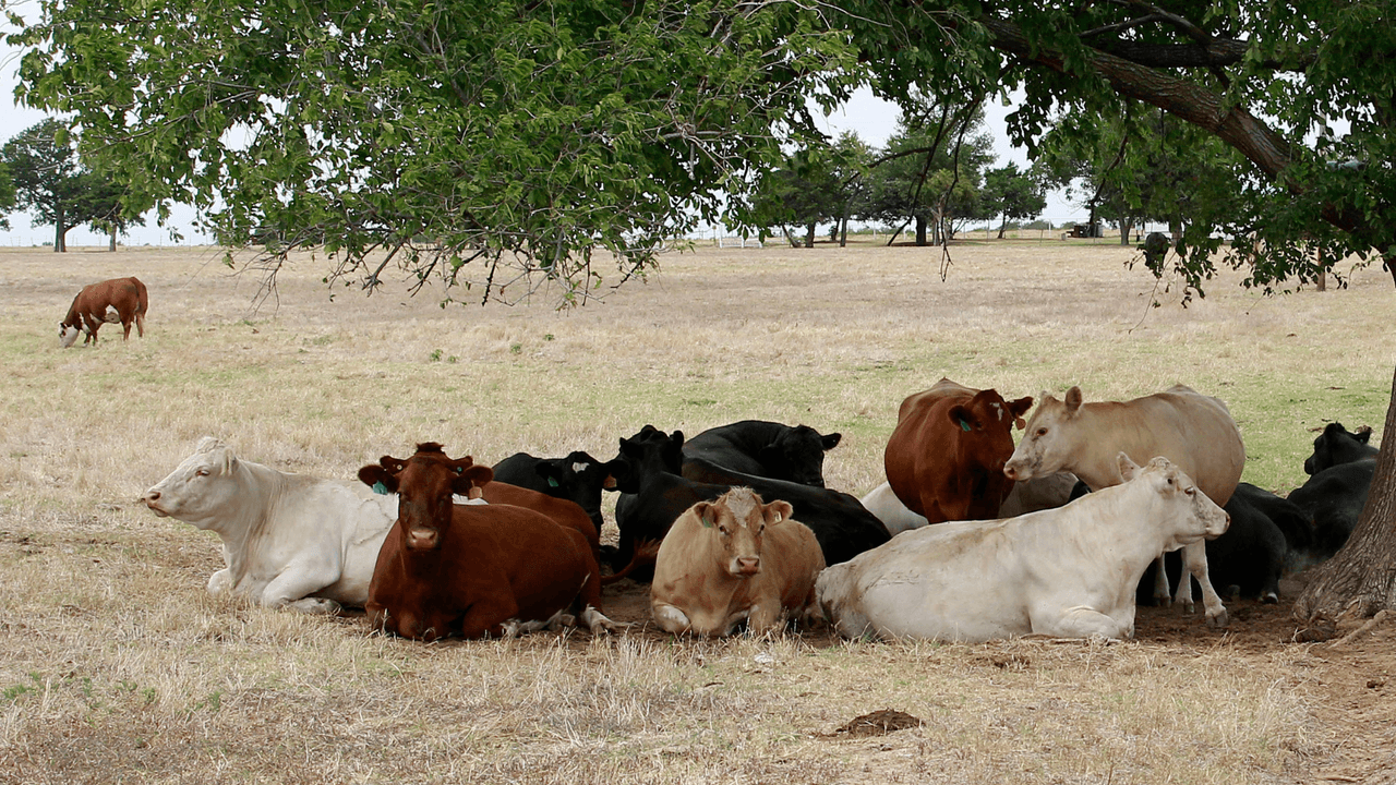 En pleno calor, estas son las multas que podrías enfrentar por maltrato de animales de ganado en Texas