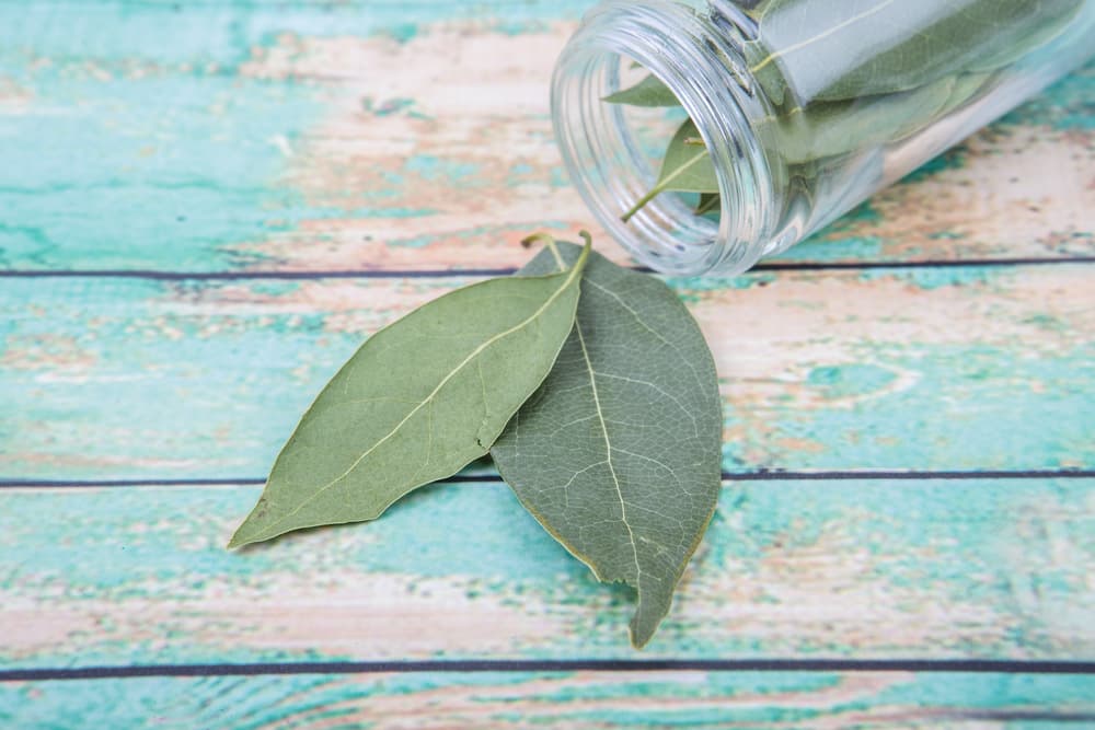 <b>SAGITARIO</b>
<br>Lleva en tu bolsillo, cartera o monedero una bolsita de tela blanca con varias hojas de laurel para triunfar en los negocios y el trabajo. Eso sí, cámbiales de vez en cuando para que no se deshagan.